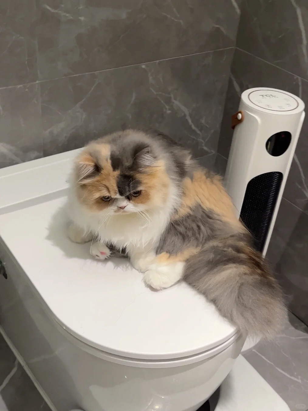 怎么会有小猫那么讨厌洗脚啊！！