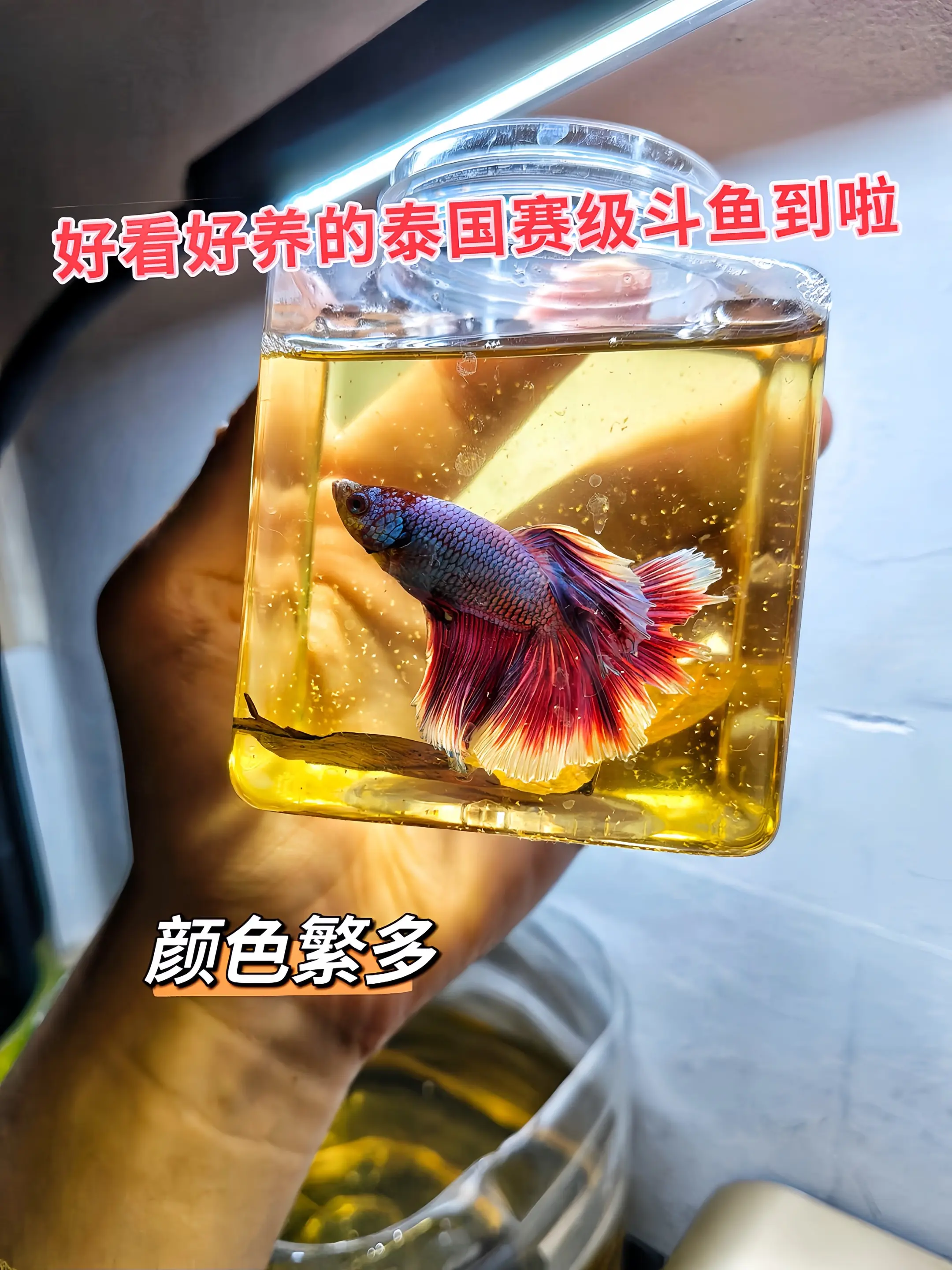 它超省心！无需复杂过滤系统，小容器就能养活；不用频繁换水，一周打理一次...