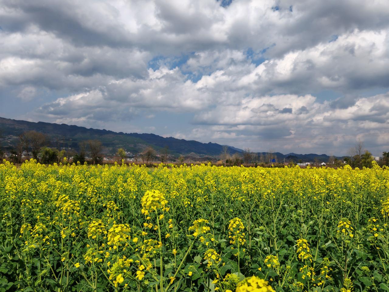 春养身心，马纳安康。春日里的养生无小事，在家喝茶、养花，出去走走看看晒晒太阳，一