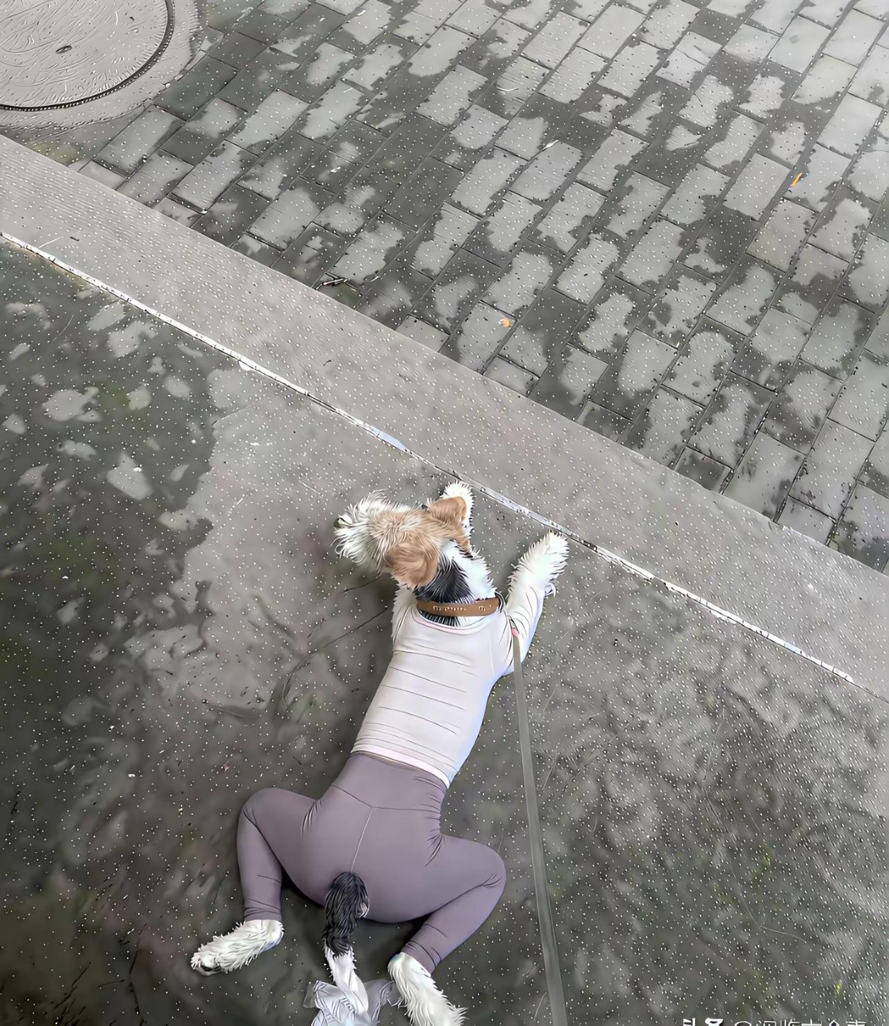 反复看了好几遍，这到底是不是狗啊？