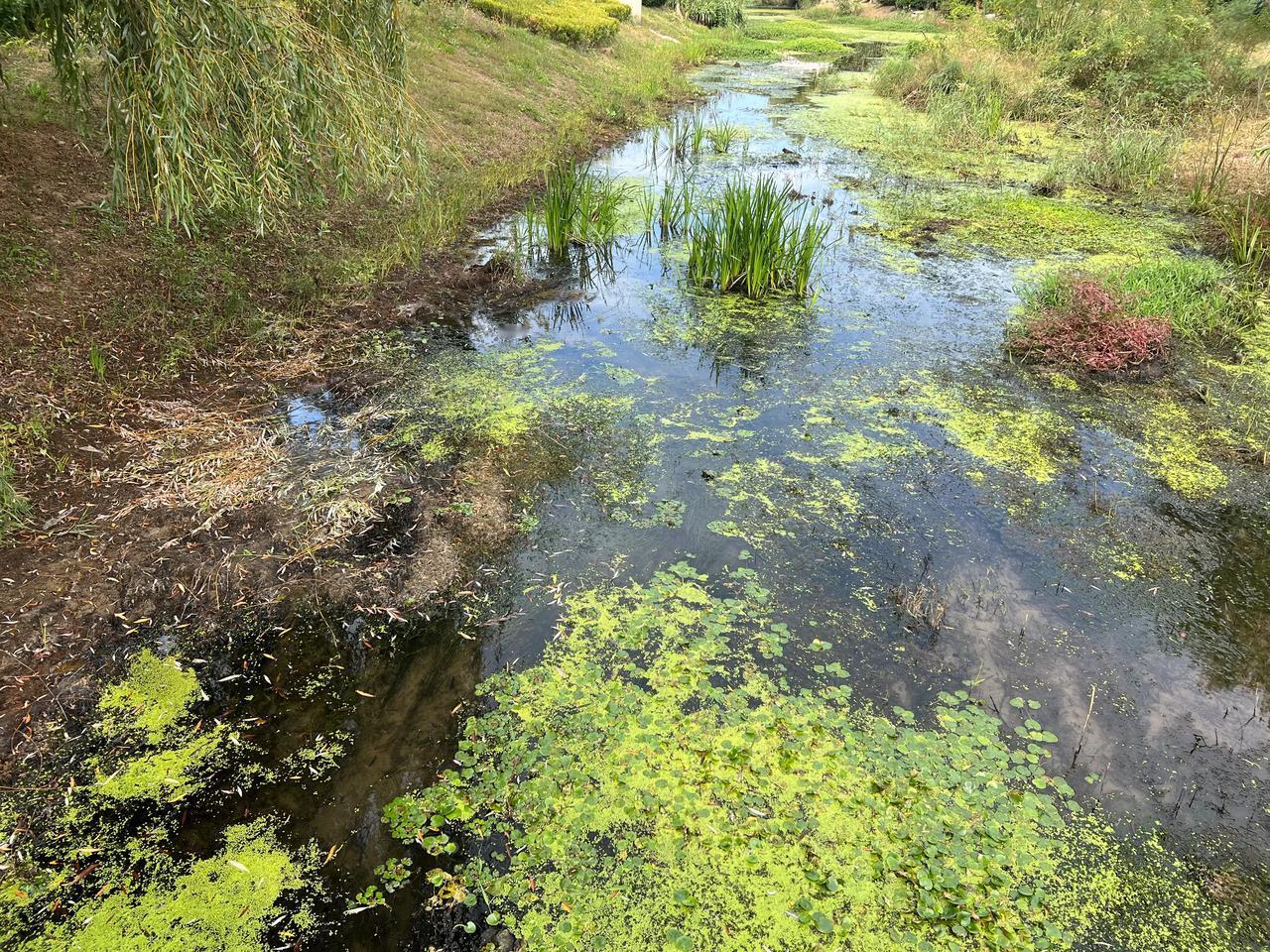 #秋日生活打卡季#
分明是斑斓的水草
在溪水中作画
既有淡妆
亦有重彩