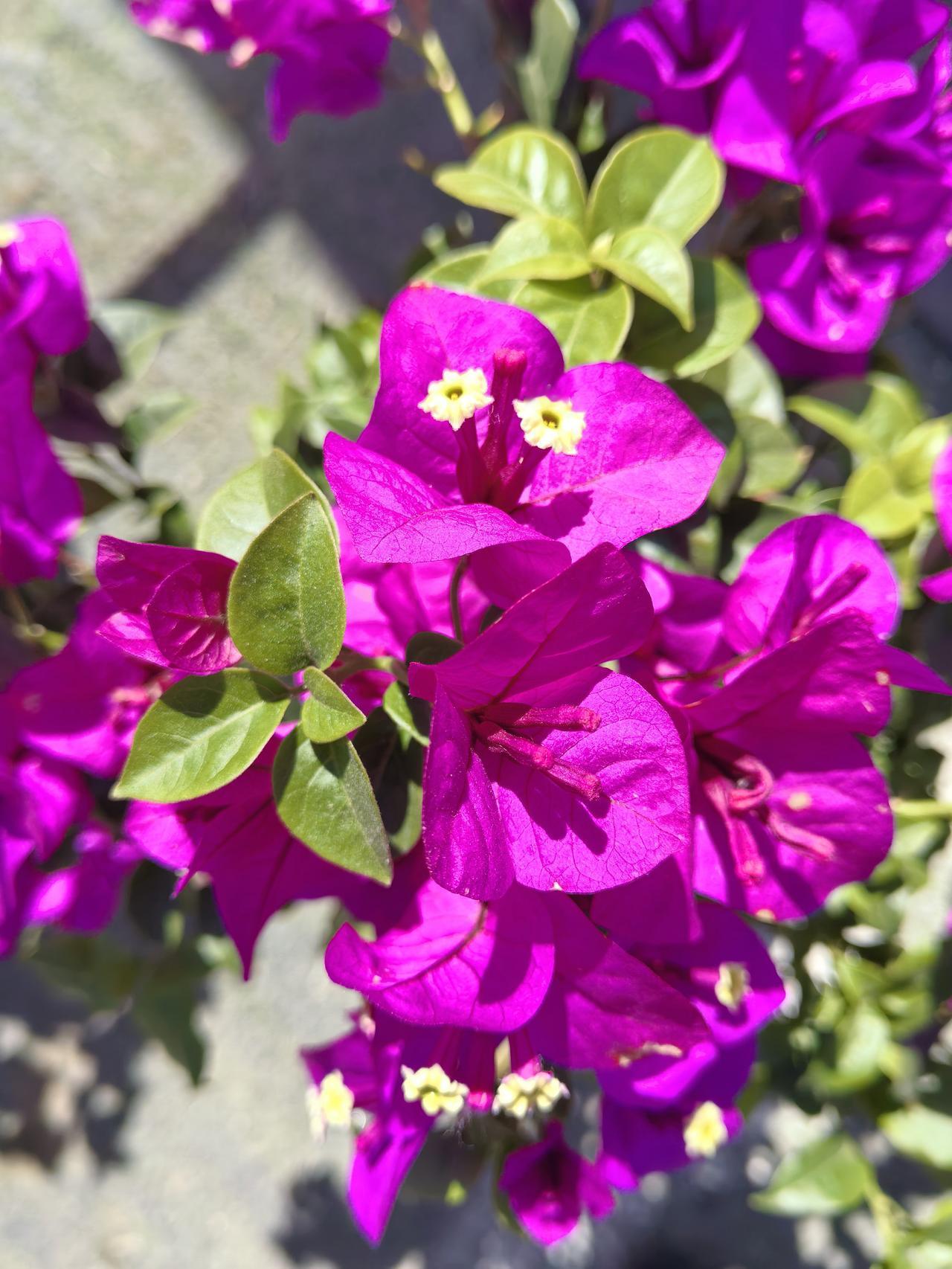 今天农历三月十一恰逢屏东市集，刚刚到集市上转转，看这家花店的花还不错买了一盆心仪