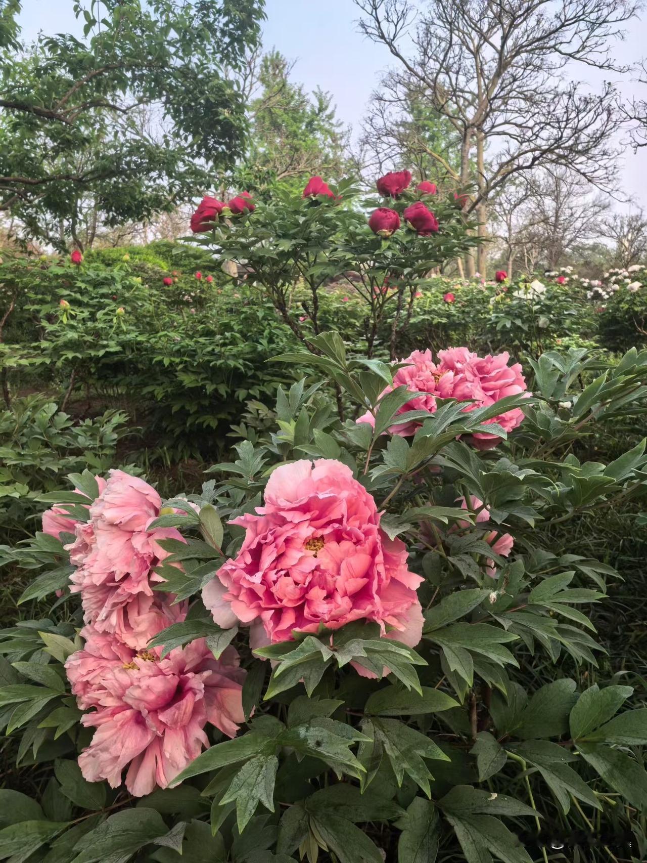 【小对联】
上：老土；
下：……？