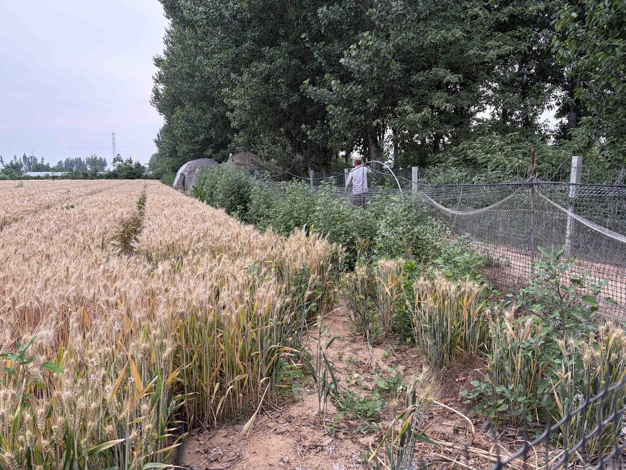 【农场日记】修缮鹅棚、摘菜、喂鸡捡鸡蛋，分别给弟弟和客户，发走两箱蔬菜 一箱鸡蛋