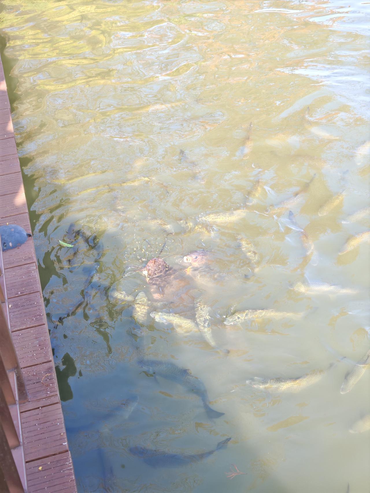 风雨后迎新生机：起起落落生生不息 


黄金和白银的暴跌
告诉我们一定要敬畏市场