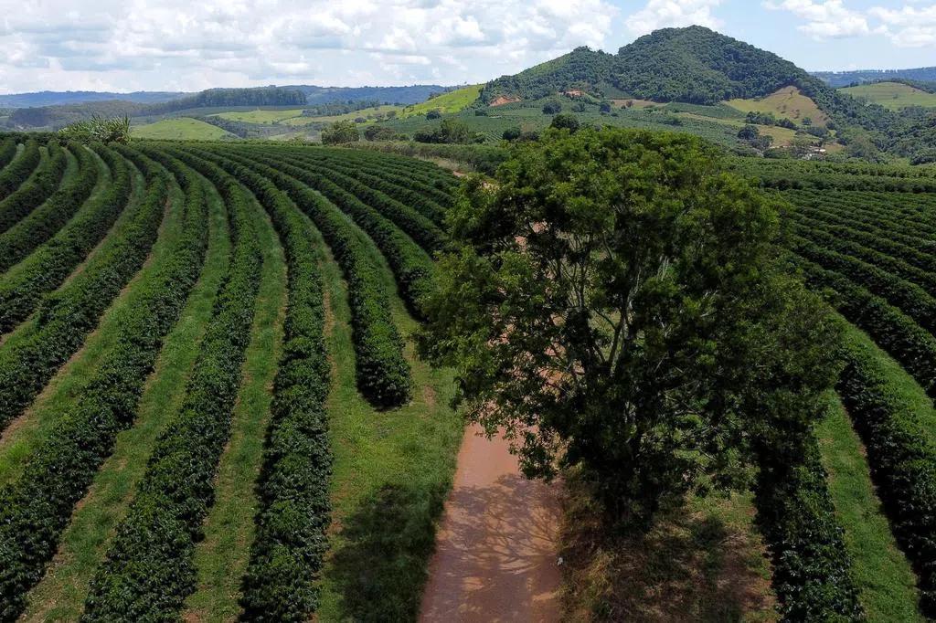 越喝越上头 老挝大力推广咖啡种植 望提升农村民生水平
老挝正与合作伙伴共同拓展国