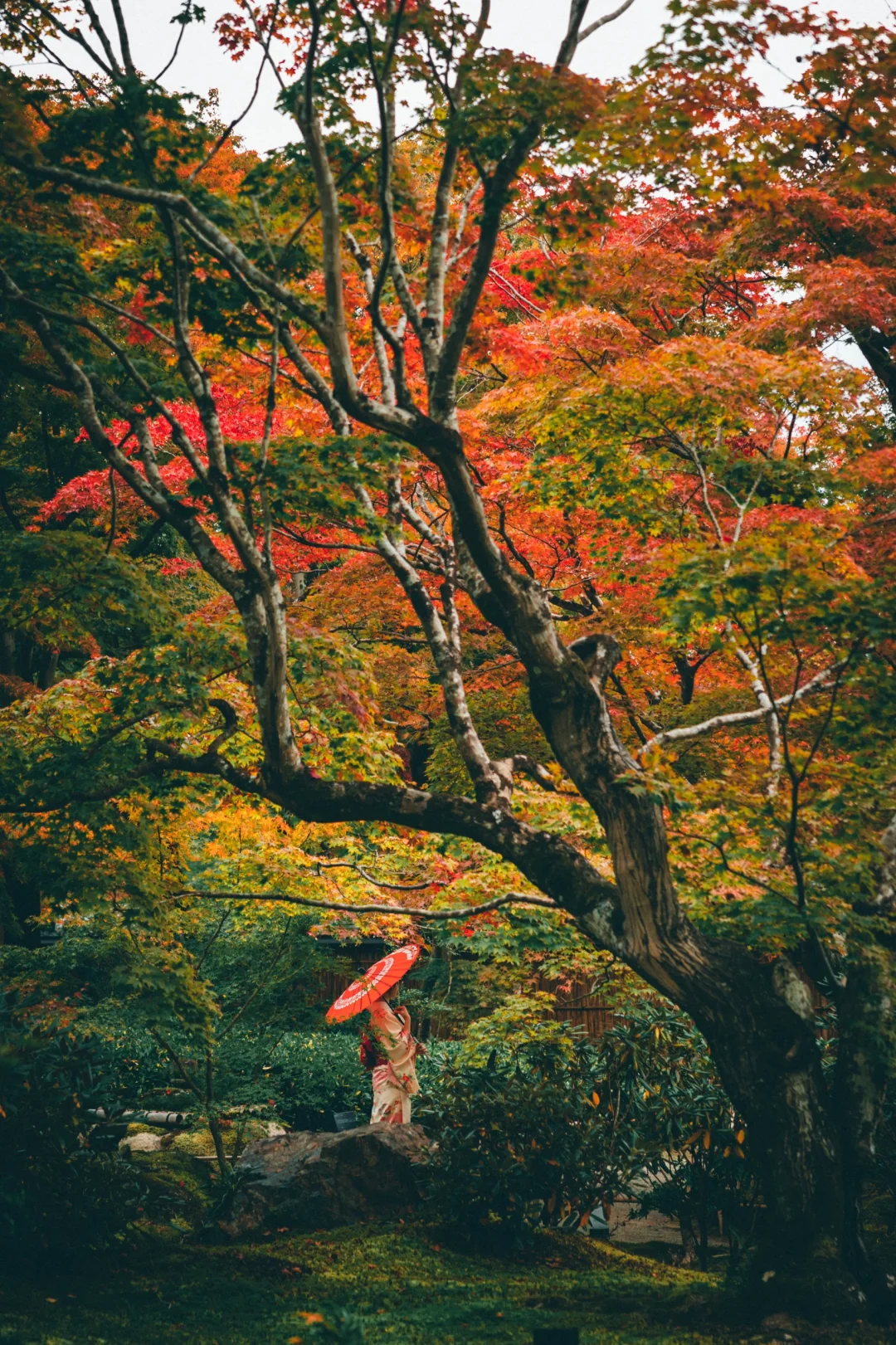 刚从京都回来，被岚山小众秋之庭院🍁治愈了！