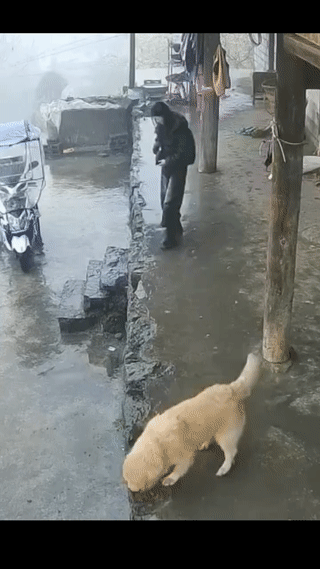 女子小心翼翼地走下台阶，生怕自己会滑倒。
结果她还是低估了自家养的小狗。
最后被