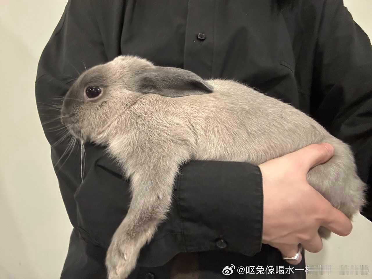 14264🐇【像吗】其实蛮像的。。 
