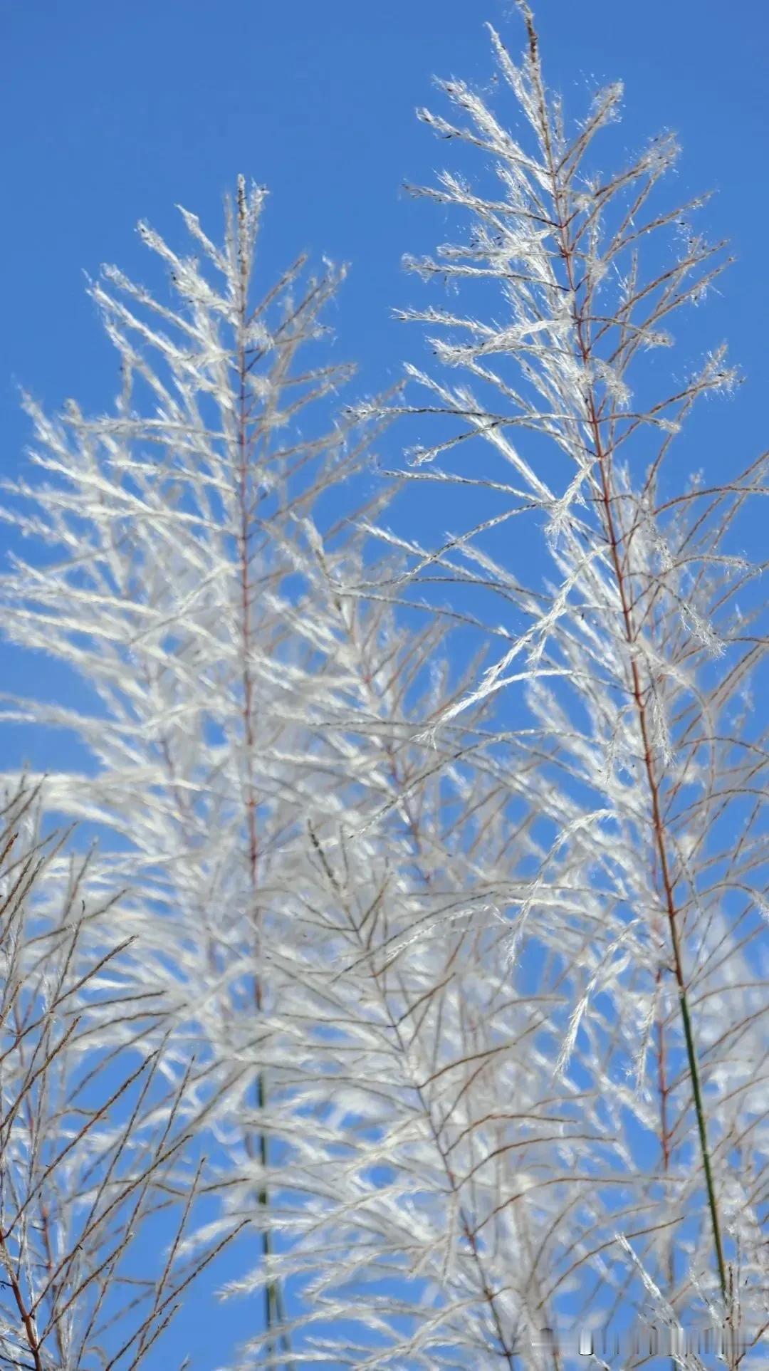 冬日生活打卡季 芦苇顶着白霜随风轻摆，像在低声诉说冬日私语，随手一拍都是氛围感大