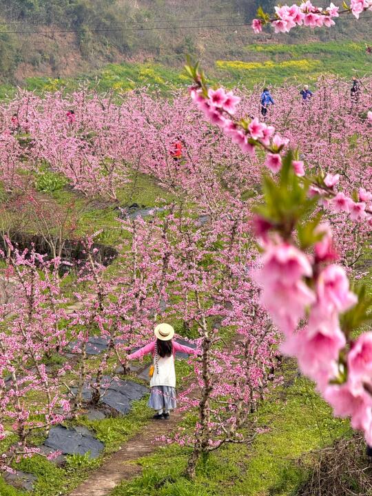 3.21实拍！龙泉山桃花开爆了🌸（附攻略）😭