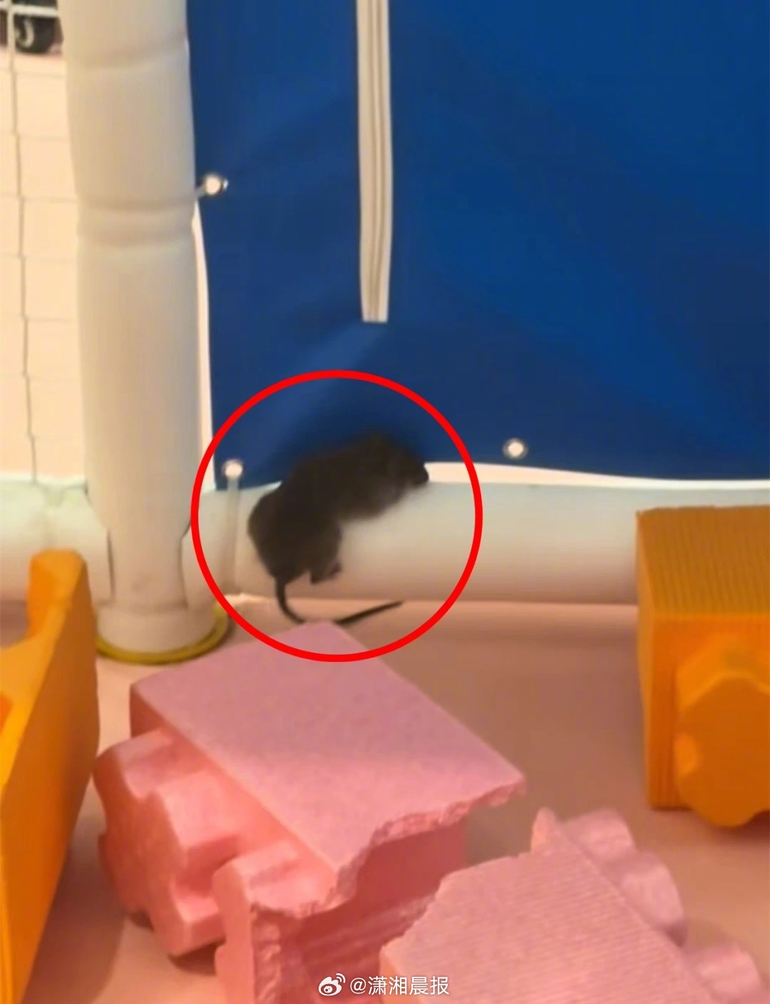 【长沙一#室内乐园发现老鼠网友担心咬到孩子#，#商场回应室内乐园发现老鼠#：已处