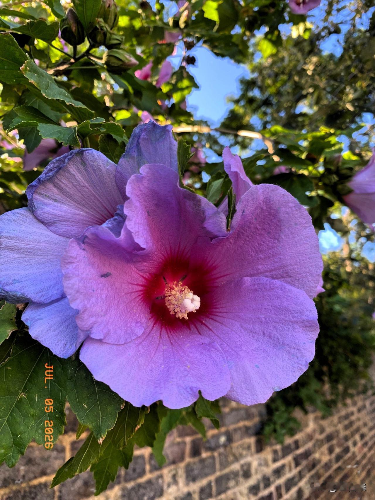 《温柔的坚持》
木槿花朝开暮落，但每一次凋谢都是为了下一次更绚烂地开放，象征着坚