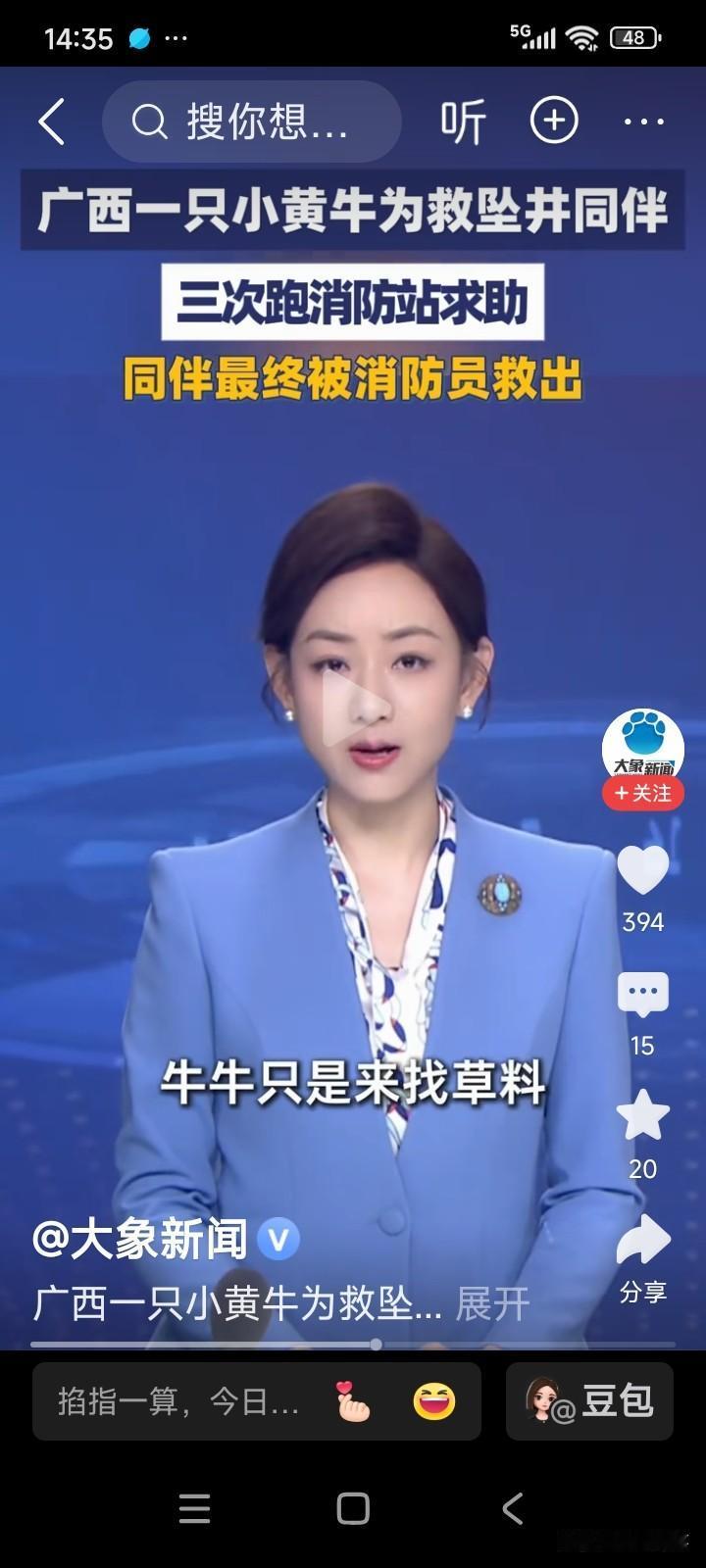 广西南宁，一头小黄牛在消防站门口哞哞直叫，这可把消防员给弄迷糊了。
小黄牛在前面