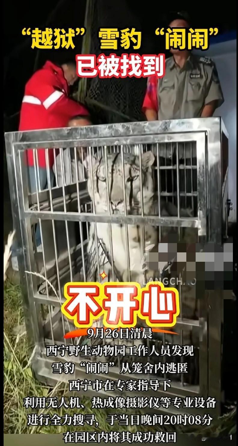 “家人们快来看！西宁那只雪豹‘闹闹’搞了出‘越狱’大戏，结果被抓回来时还一脸‘不