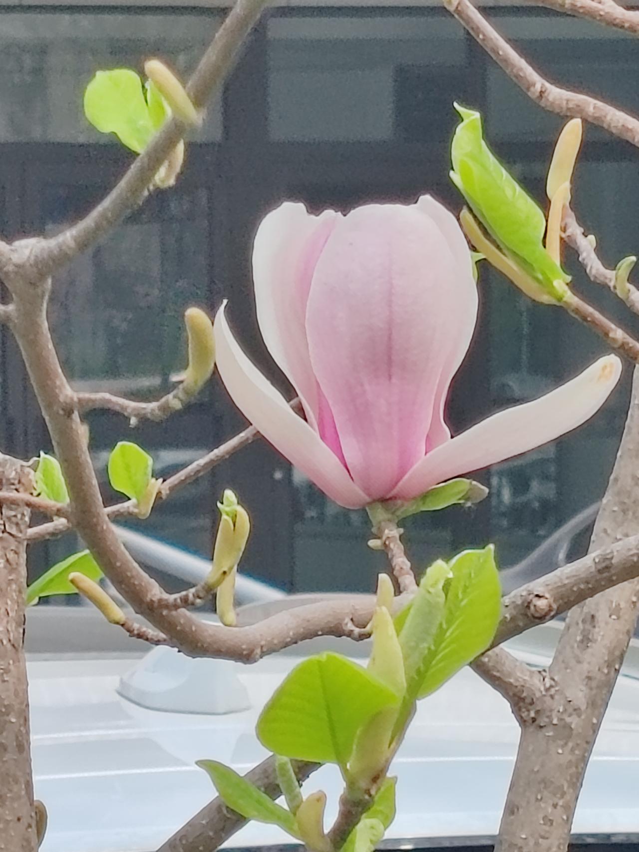 远行的孩子，留不住在身旁。留在身旁的孩子，难以远走他乡。这是孩子们的命数，亦是父