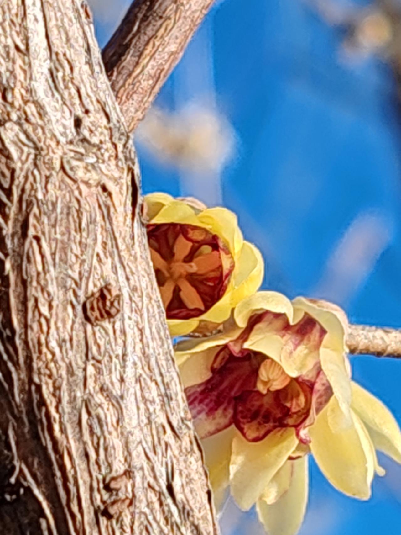 晒图笔记大赛献给腊月的美。