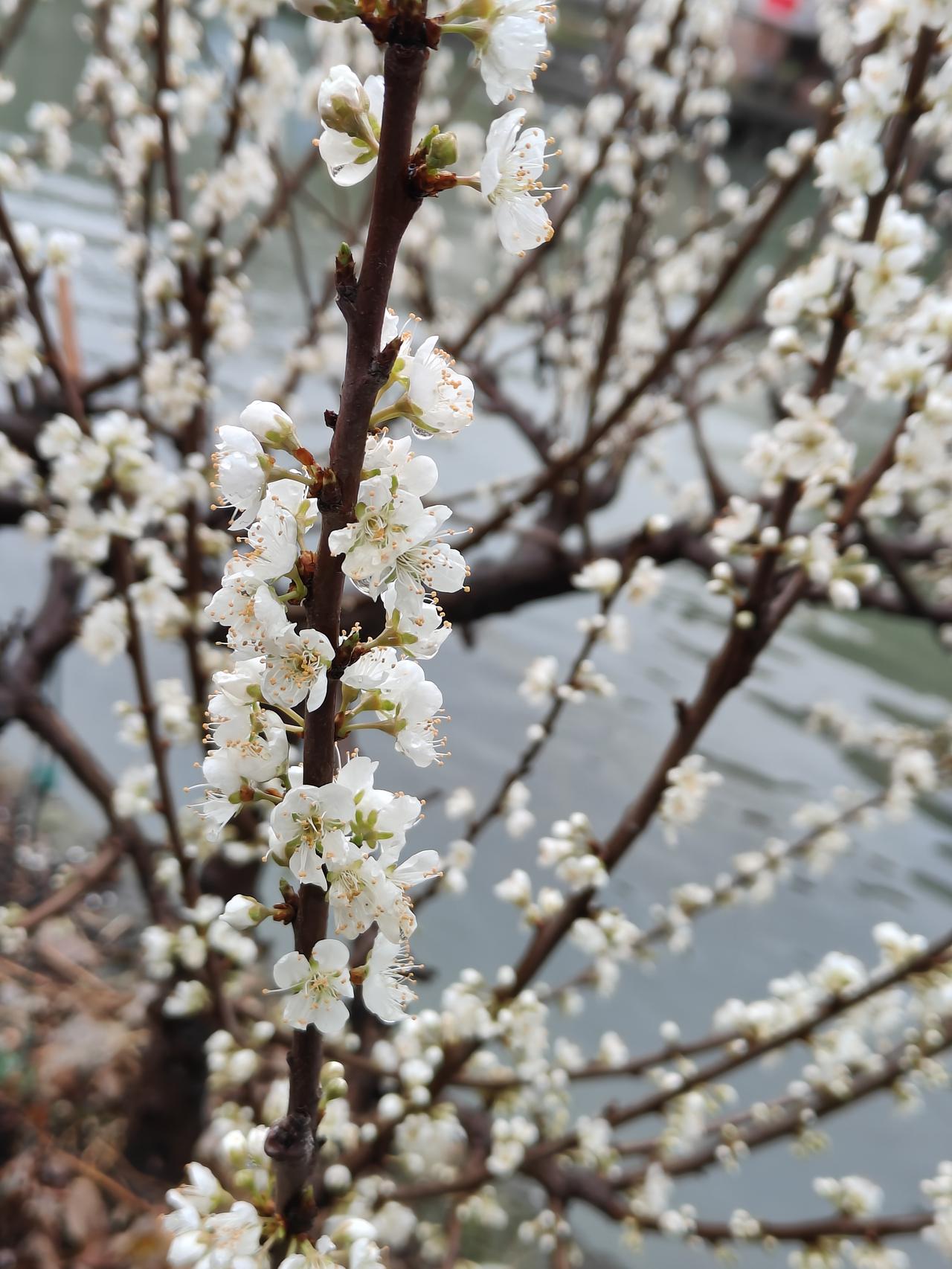 ‌春国送暖百花开，李花怒放一树白。素心不与群芳竞，自有清香入梦来。‌
‌