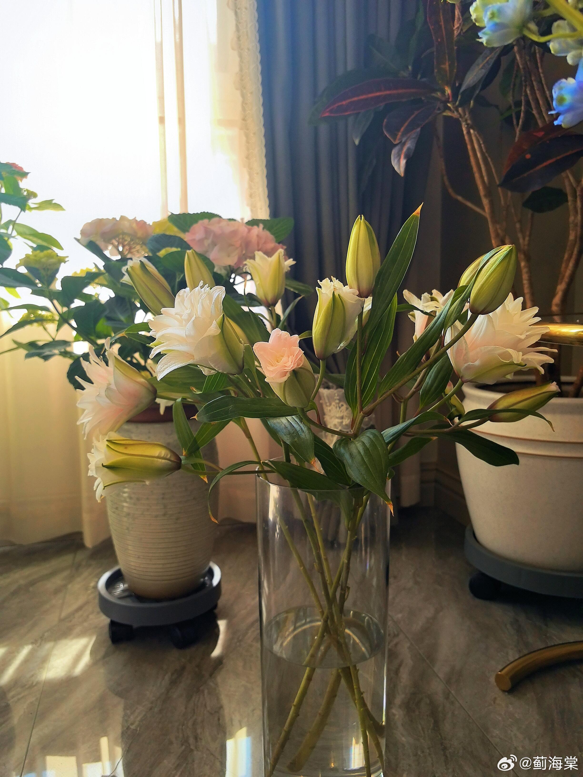 鲜花才是日常能量搭子！ ​​​