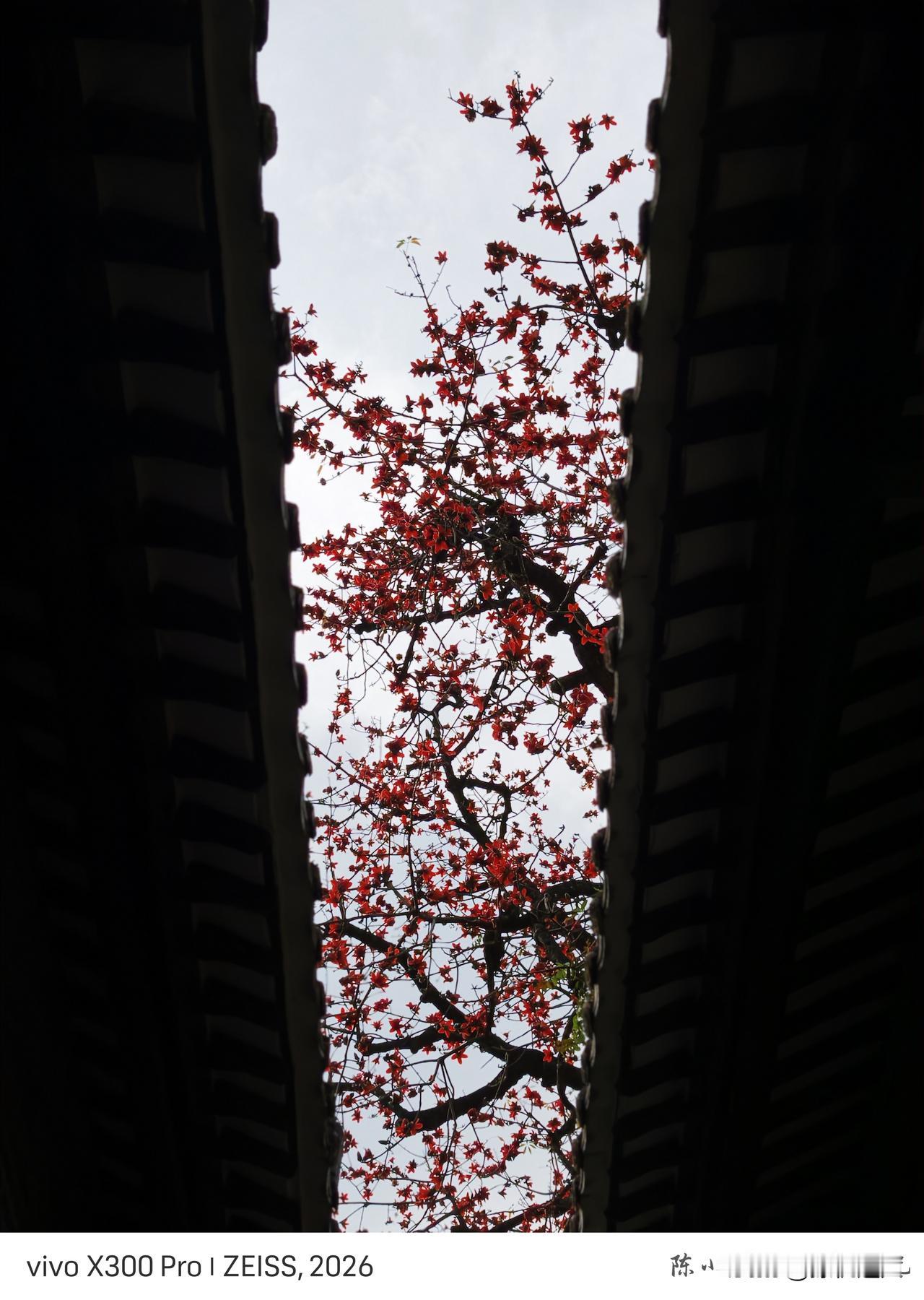 春日暖阳下，木棉花绽放，尽显生机与美丽。shot on vivo X300 Pr