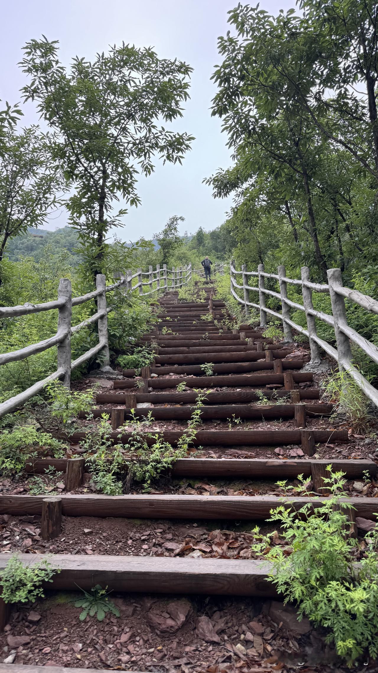 雨中游环翠峪景区，顺便挖了一袋小山韭菜