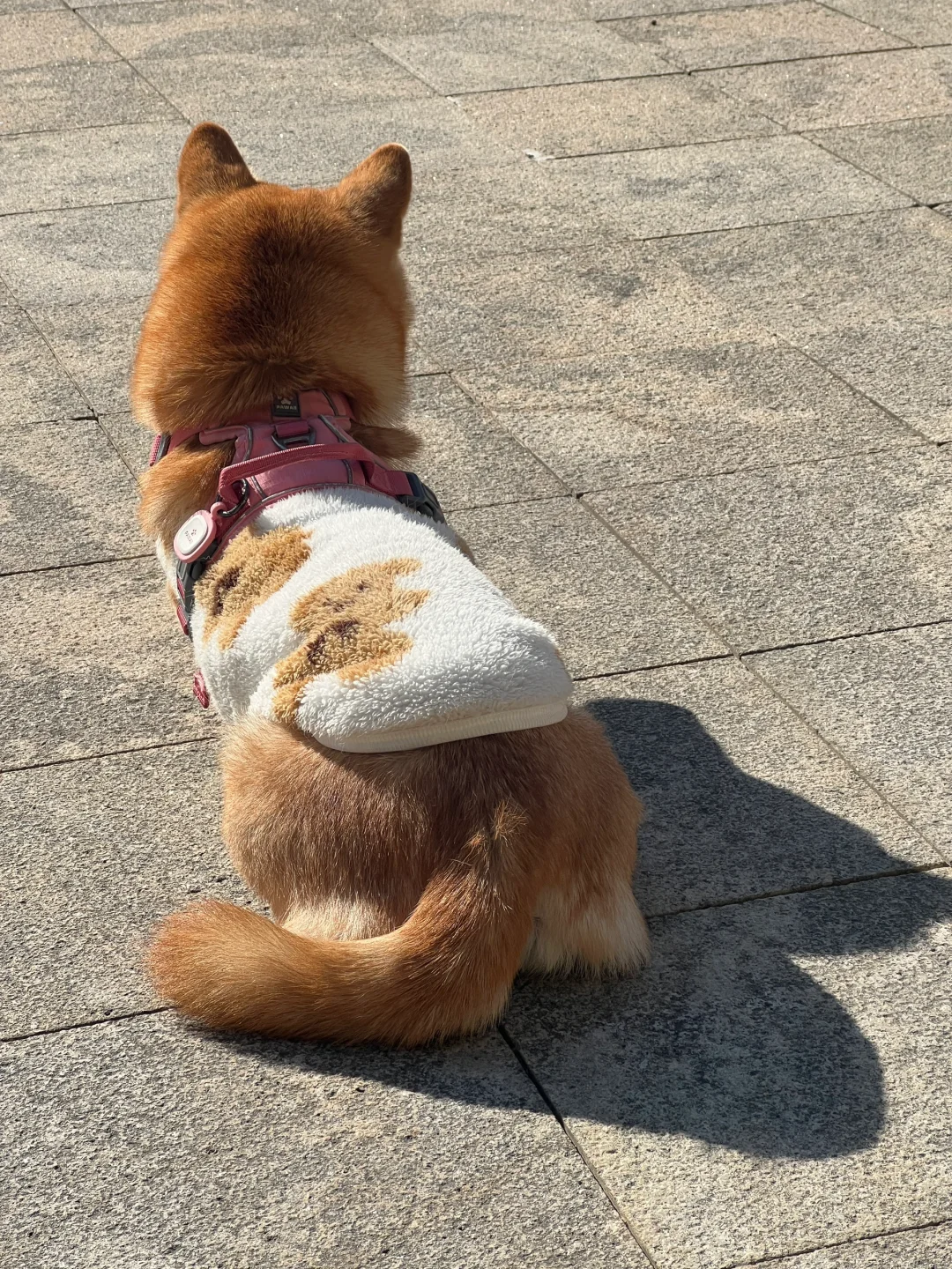 狗狗：晒什么都不如晒太阳🌞