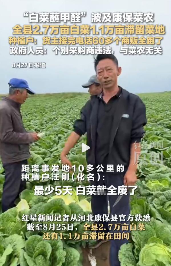 康保“白菜蘸甲醛”风波后续：1.1万亩白菜滞留地里没人收，监管为何总在曝光后才到