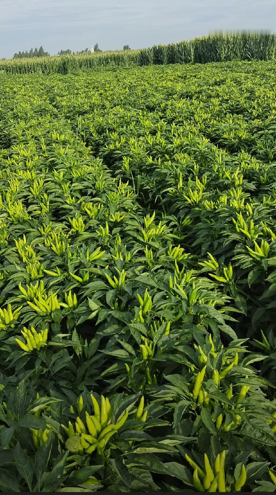 谁是檐下的雀
谁是负重的驼
谁又是凌云的鹤
 
有人安于一方小院
将寻常烟火熬成