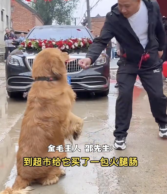 这狗啊，也学会“下三滥”了！跑到路中央拦婚车，竟然索要红包！
前不久，湖南邵先生