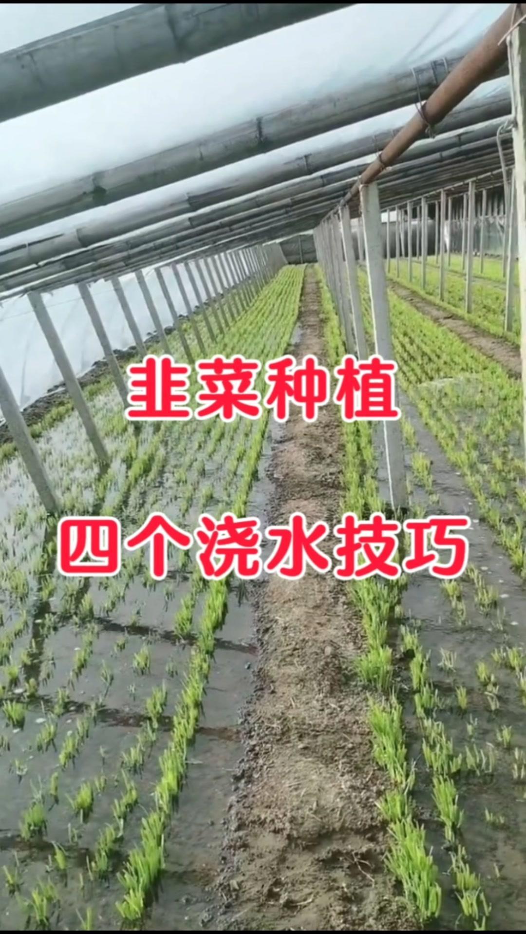 1️⃣浇水与施肥结合，施肥后必须浇水。

2️⃣韭菜割前浇透水，割后不能立即浇水