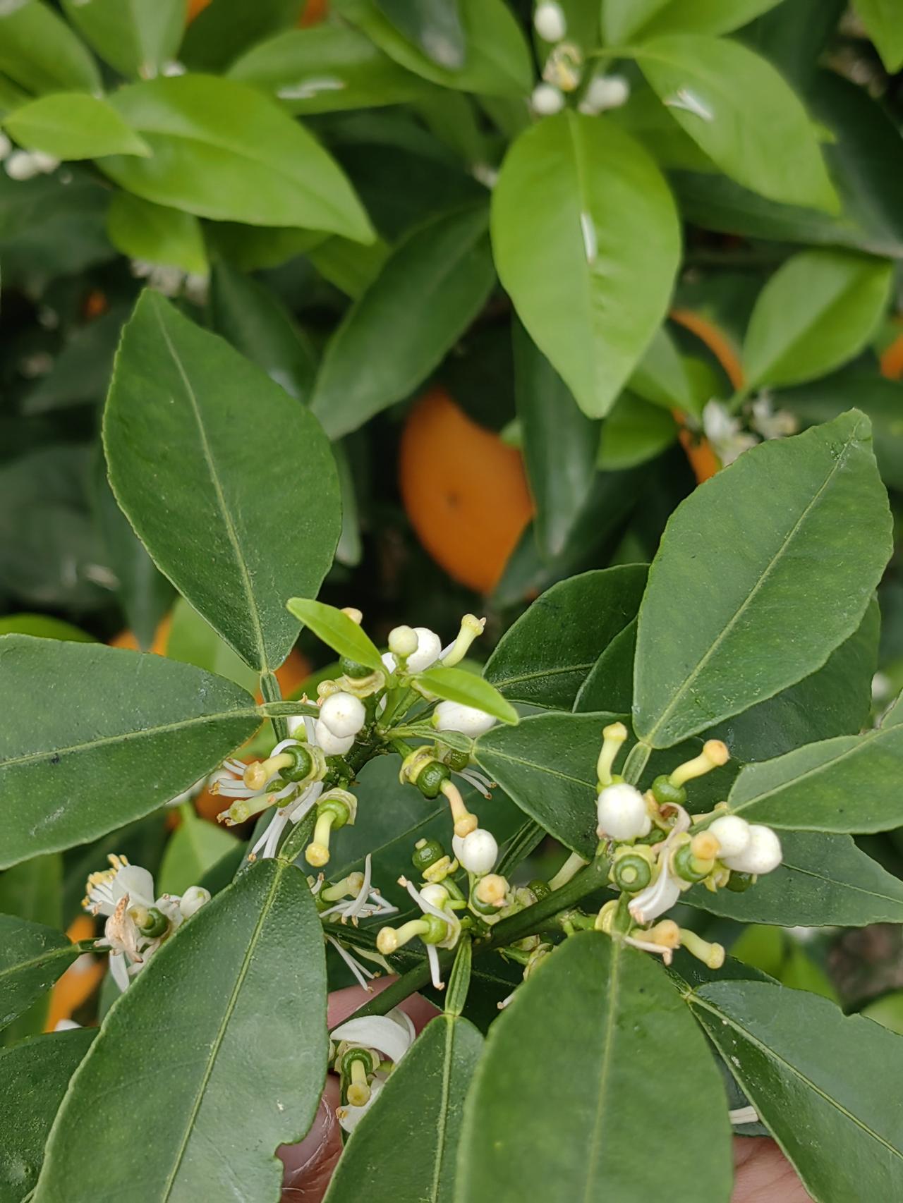 种柑橘的都知道，保果时机很关键。就拿武鸣沃柑来说，谢花期到七八成的时候就可以保果