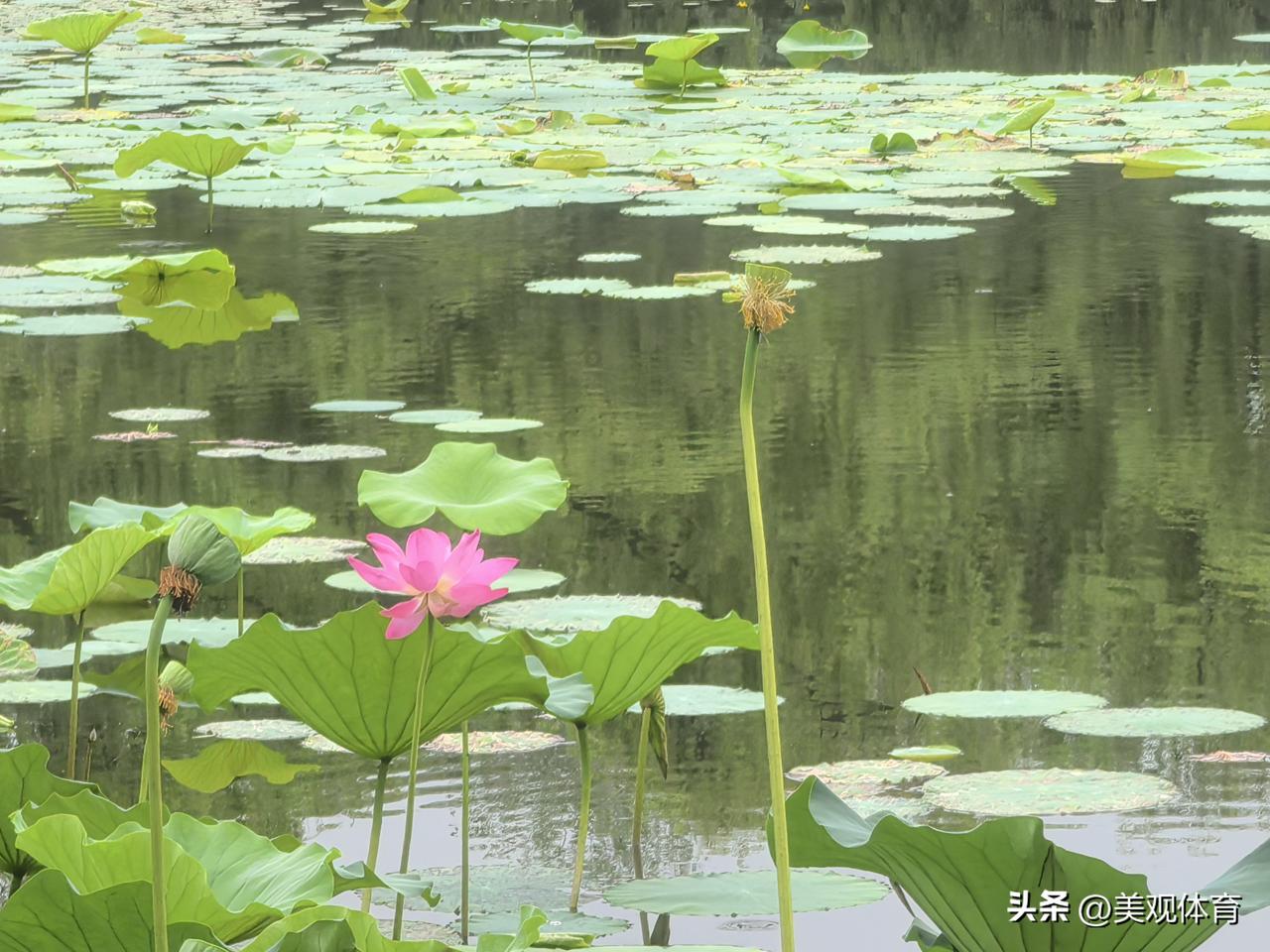 紫竹院公园荷花