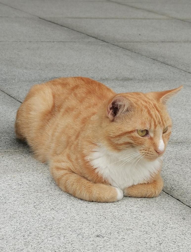 好多大学生为了满足自己既能养猫，而又不用负责任，于是，网上买来猫窝，食盒，猫粮，