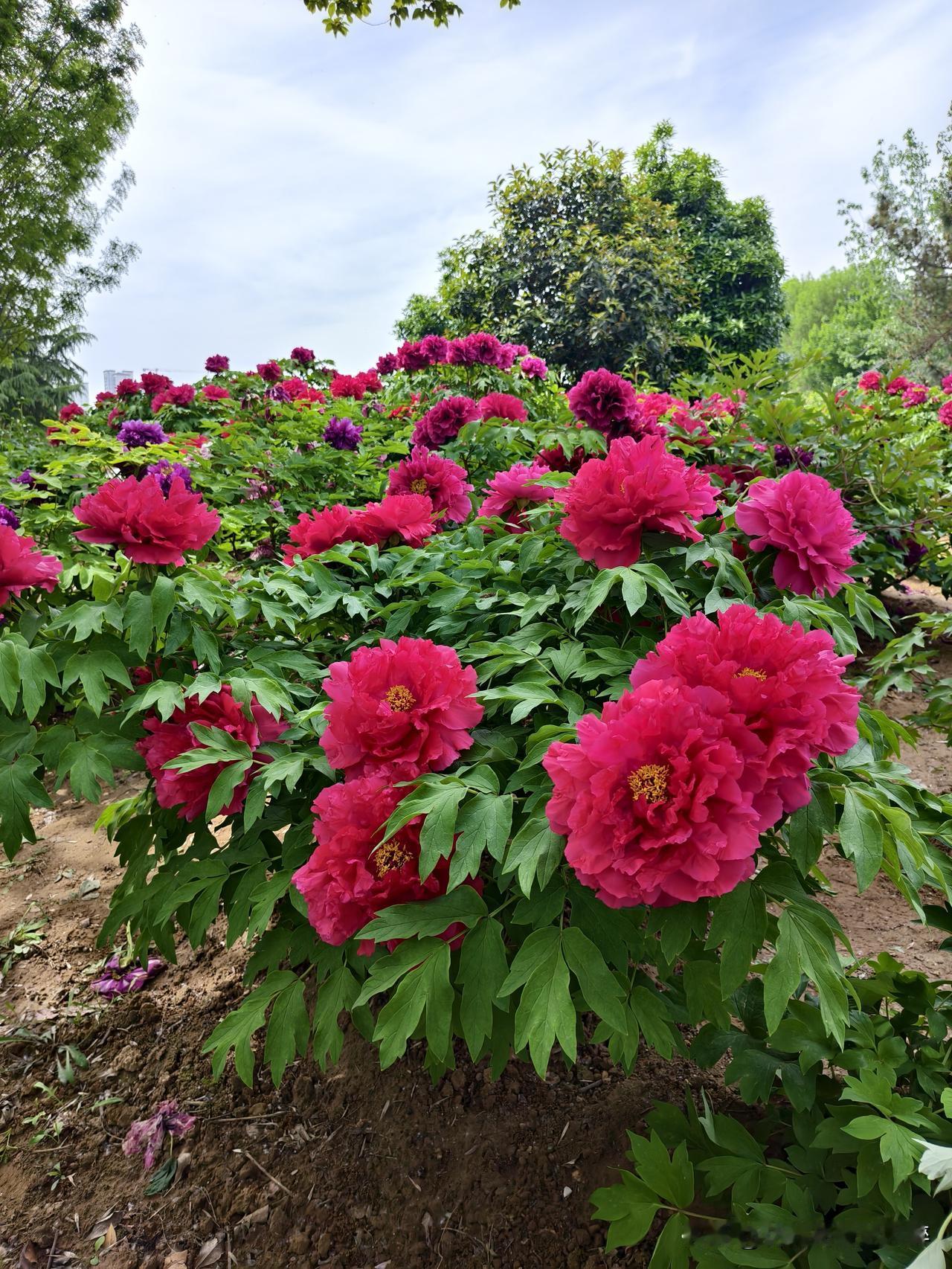 花美花香迷人醉