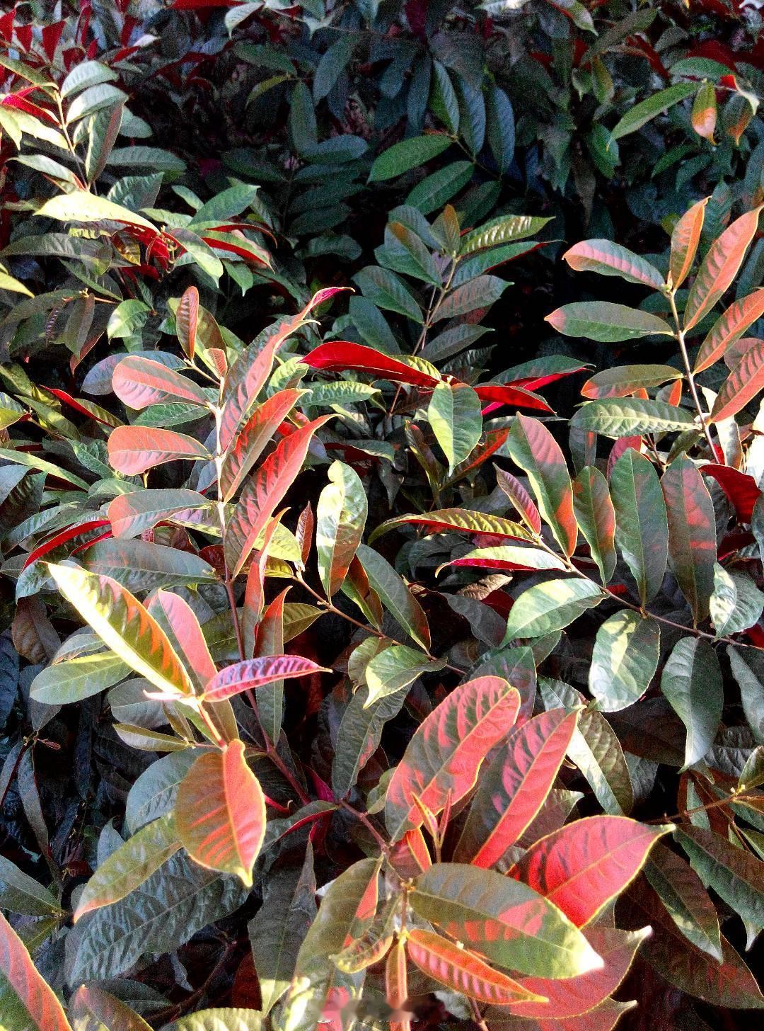 山东泰山[超话] 划重点:今日比赛山东泰山vs上海海港 比赛时间是下午下午15: