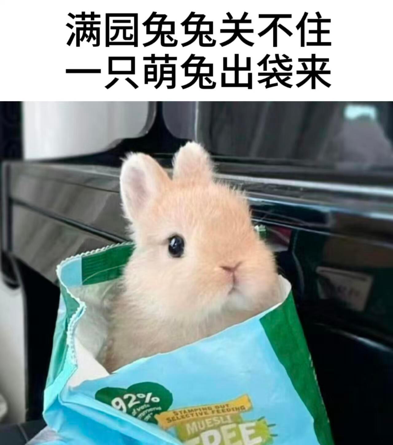 把古诗词换成霖兔会是什么样呢 ​​​