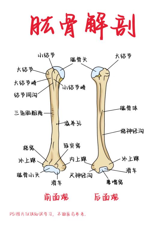 医学生笔记——肱骨解剖