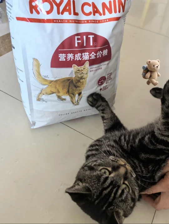 小猫为什么这样萌！