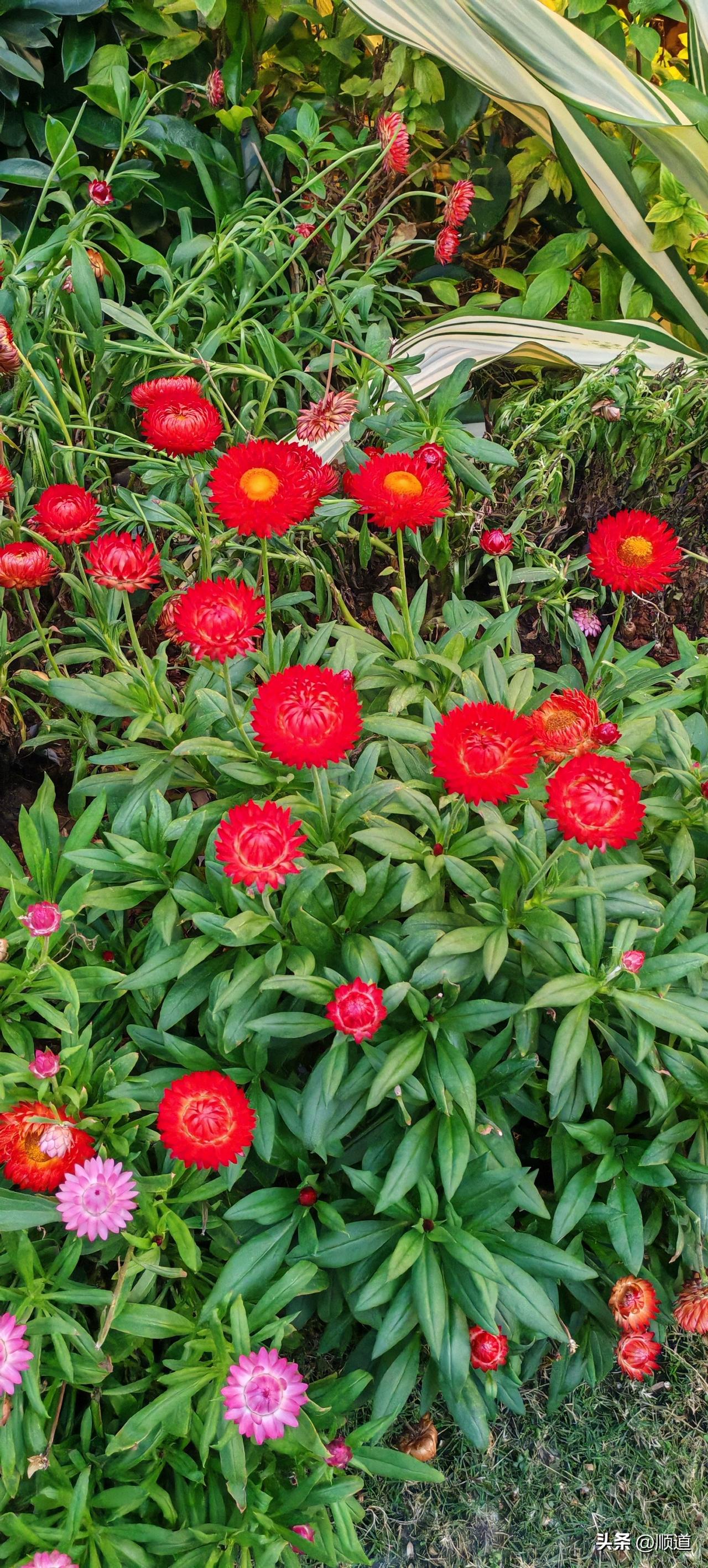 大哥大姐在菜市场买菜认识有一段时间了。就找个媒人在一起唠唠怎么生活。
大姐说我就