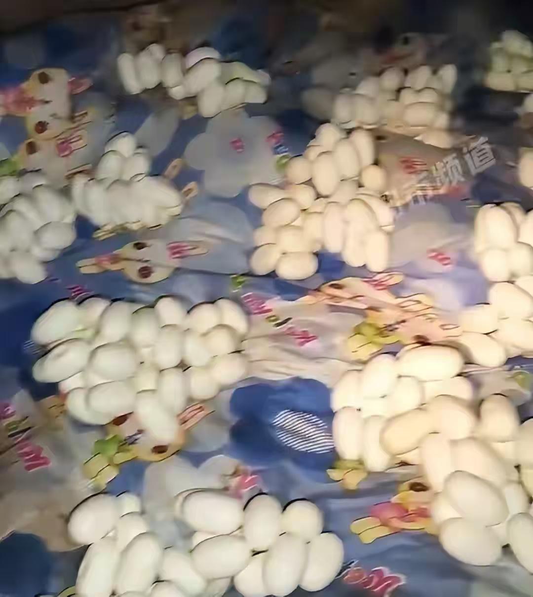 太离谱！江西，一小伙半年未归、家中铺满蛇蛋，画面密密麻麻的蛇蛋看着让人头皮发麻，