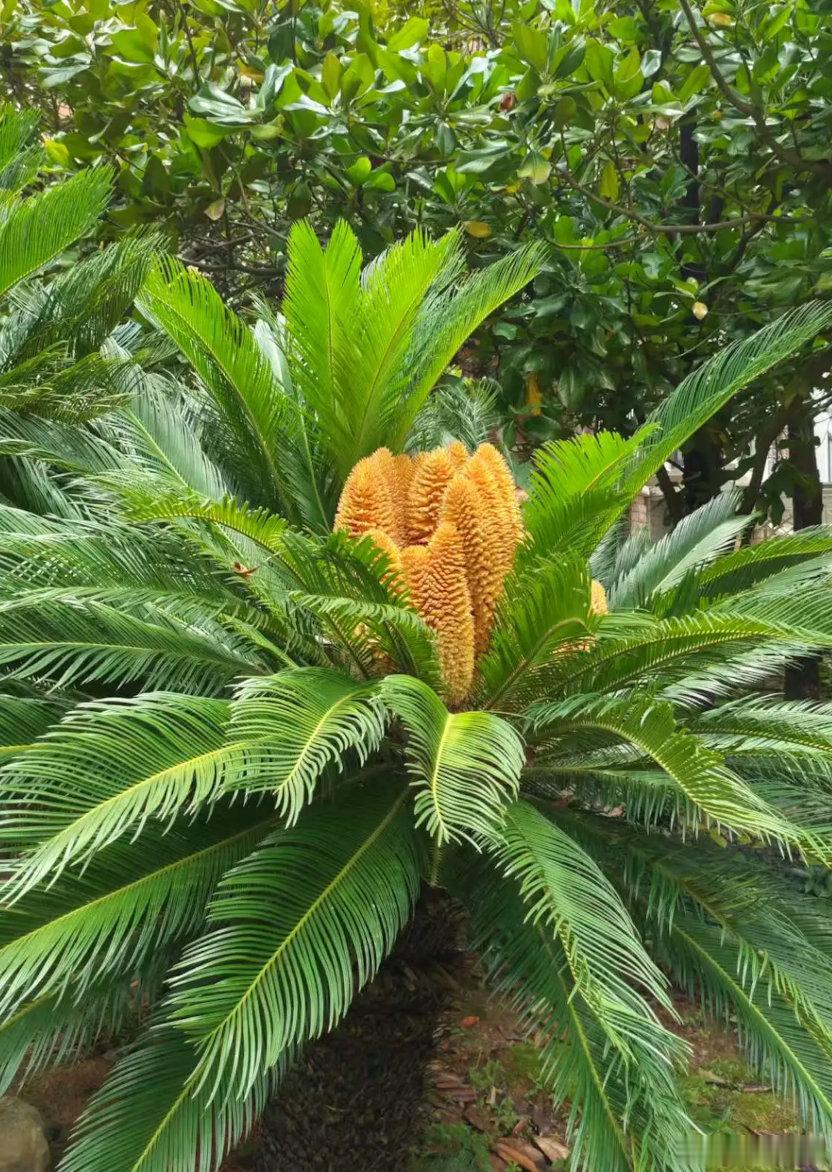 高山杜鹃生长近20年才开花树高几十米种子却比芝麻还小高山杜鹃要15到20年才开花