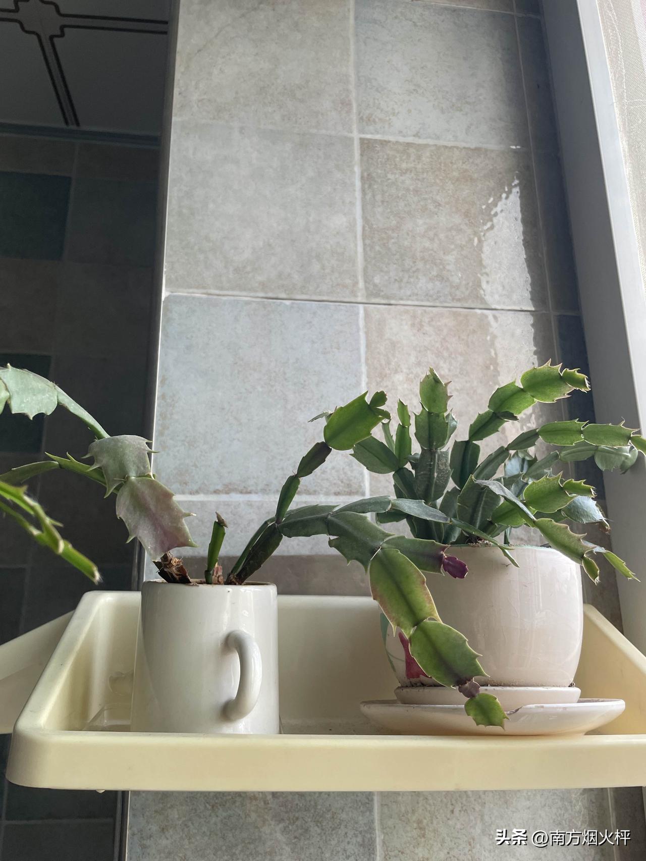 多肉植物分很多种类，我家养的蟹爪兰应该也是多肉的一种吧，好养活，开花又多又漂亮。