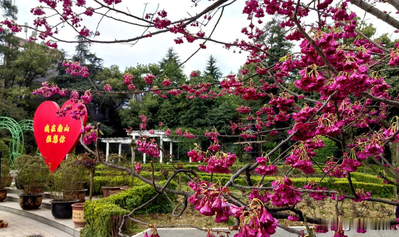 重庆南山植物园桃花春景实拍 南山公园梅花开 公园梅花随手拍