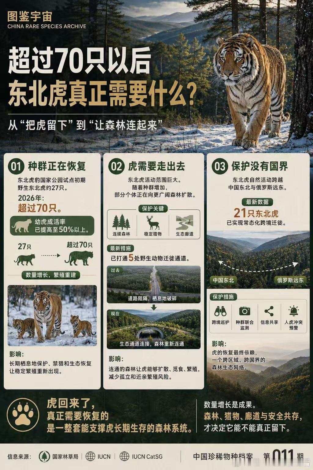 天生短尾的东北虎黑龙江发现短尾东北虎东北虎豹国家公园监测再出新发现，首次记录天生