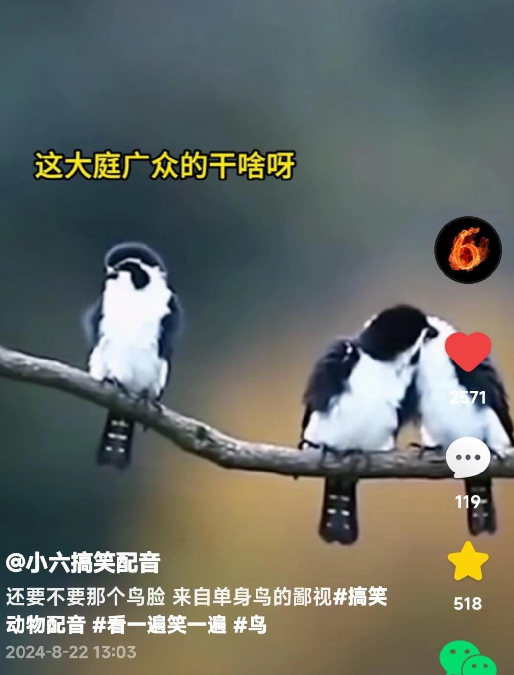 哈哈哈哈，这就是所谓的凭实力单身吧？！
它看见人家一对鸟亲亲热热，它在旁边碎嘴子