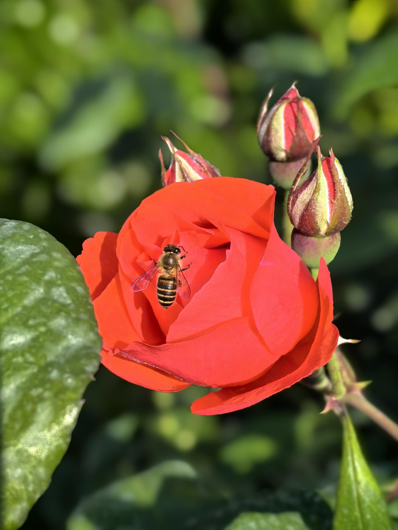 《怡然观海》

——高克恭（元）

日日依山看荃湾，帽山青青无颜改。

我问沧海