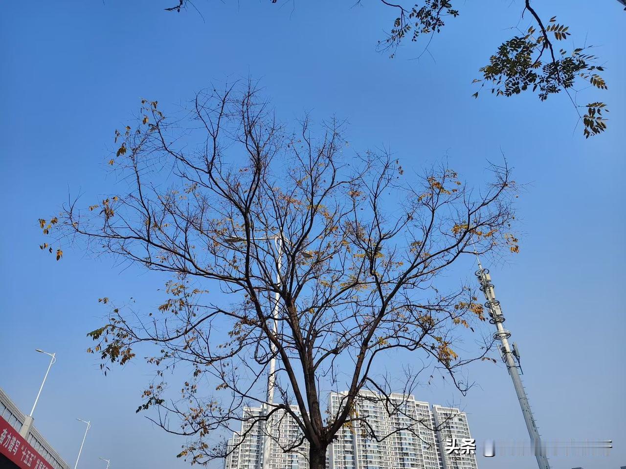 周四提现日，微头条提现1.46元，快手极速版提现15元，淘宝签到领取0.1元，抖