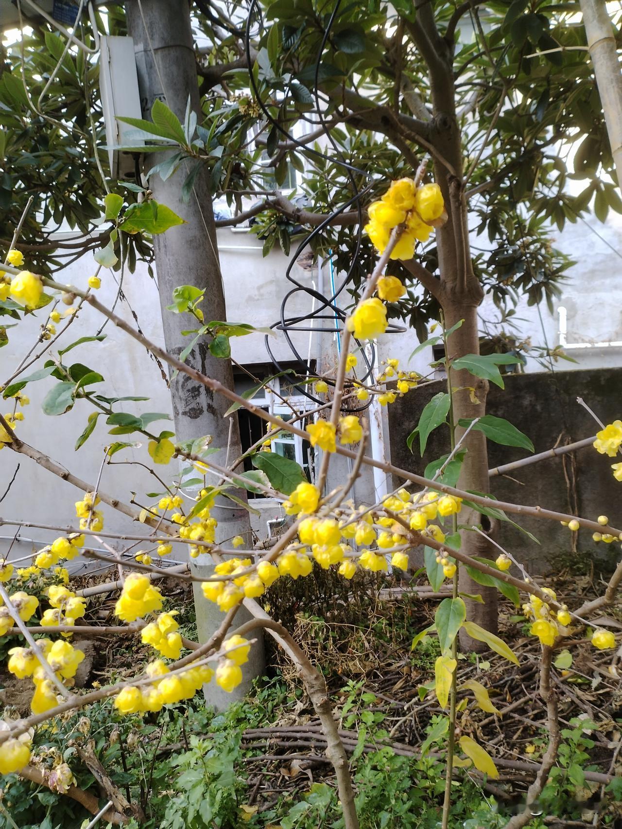 过去的商铺，那可值钱啦，都卖出了天价，一平方都是几万元。买个商铺可以富三代，可作