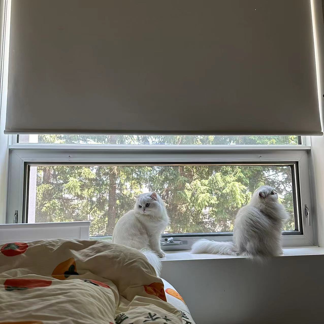 美如画#英国长毛猫##银渐层##银点##辣椒家新家回访# ​​​