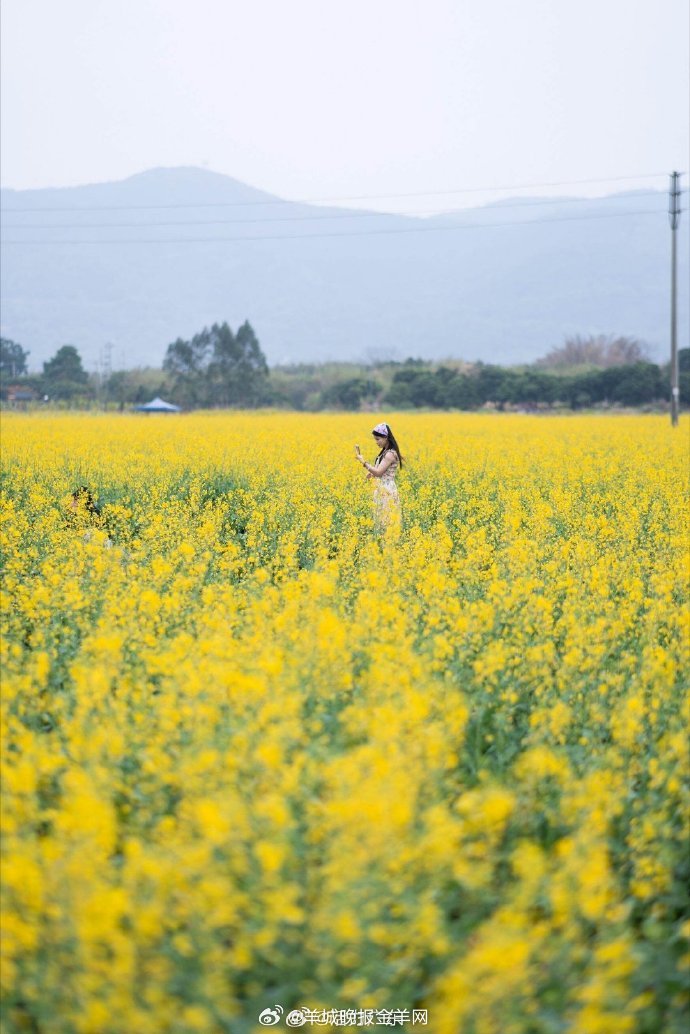 #春天你好# 二月底，春风轻拂，云浮市郁南县连滩镇兰寨村被一片金色的海洋温柔地拥